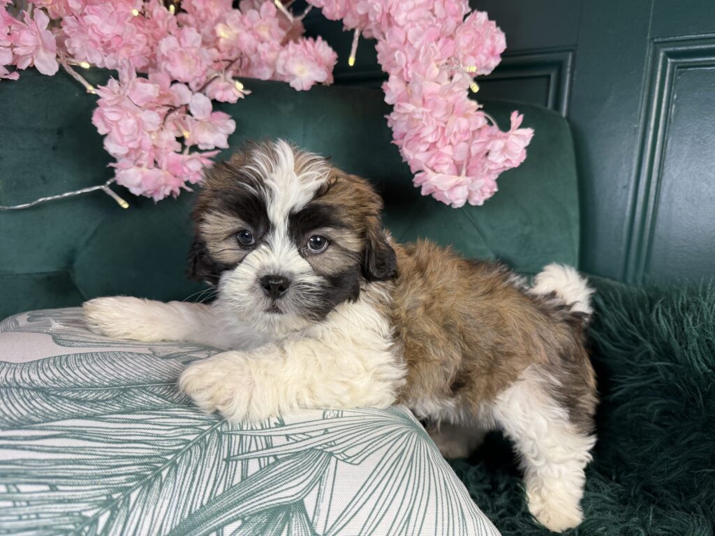 Grady 3