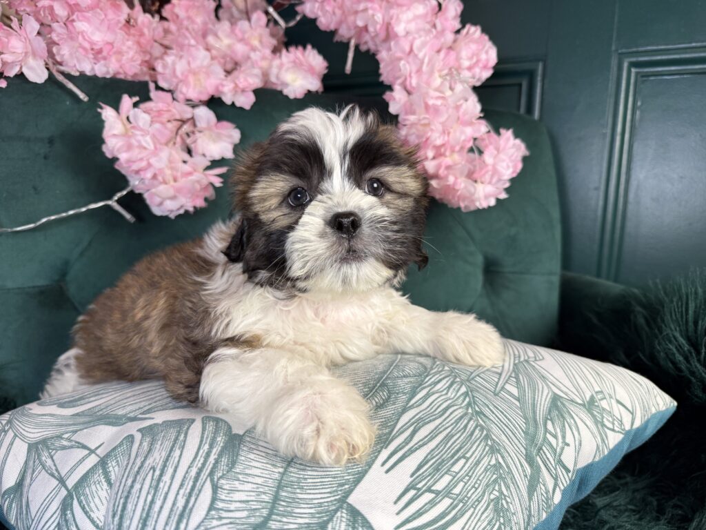Grady 4