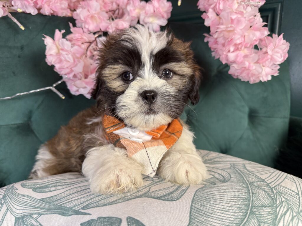 Grady