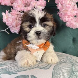 Grady