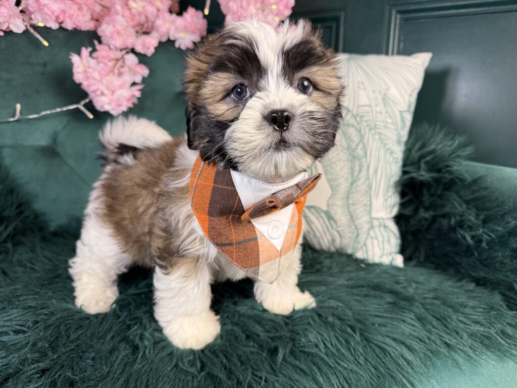 Grady 2