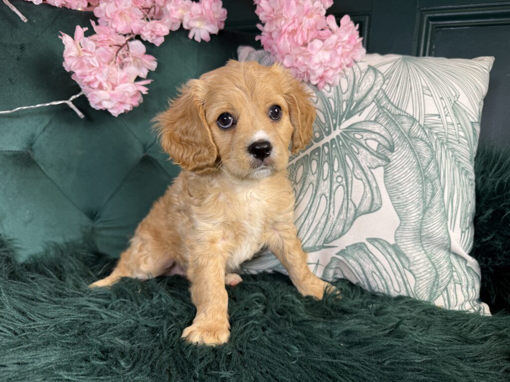 Kona 4