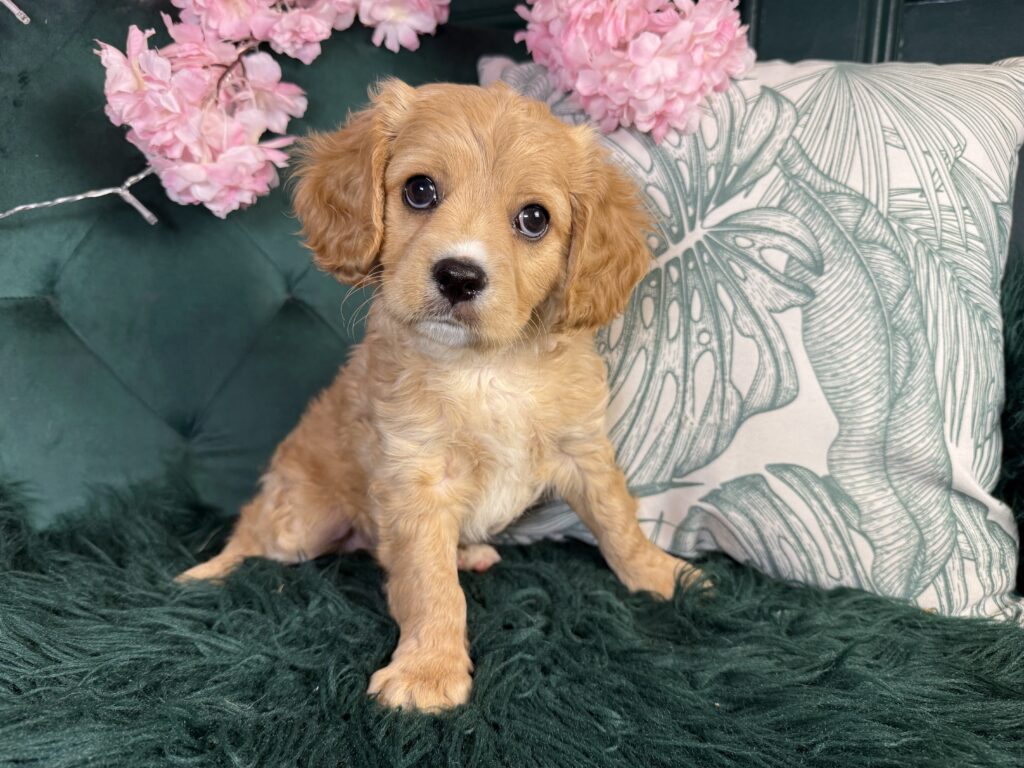 Kona 2
