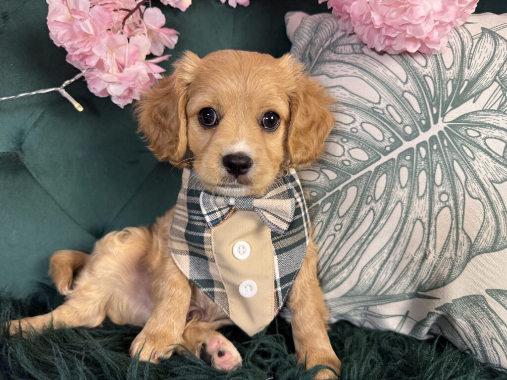Kona