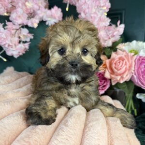ShihPoo – 1469
