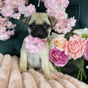 Pug – 1472