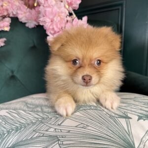 Pomeranian – 1473