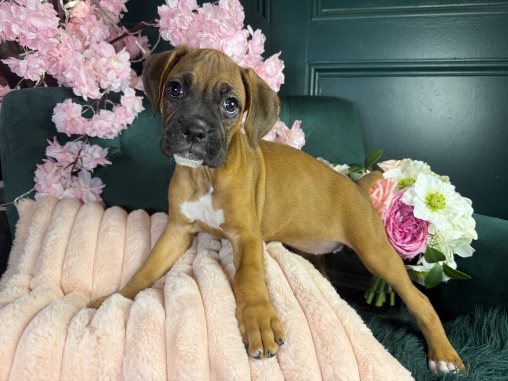 Chloe