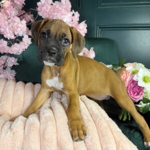 Chloe