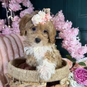 Fifi