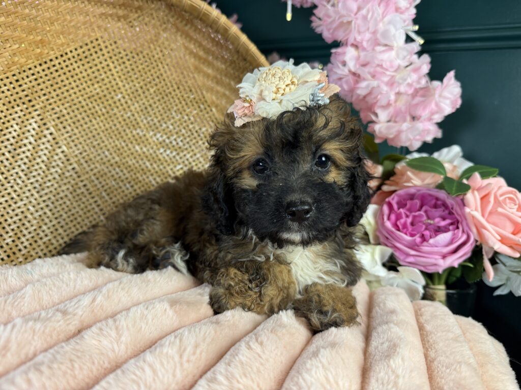 Lulu