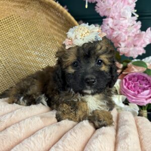 Lulu
