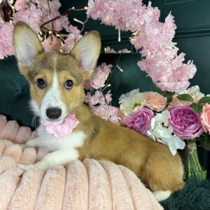 Penny