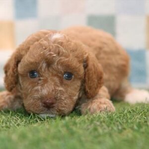 Peanut
