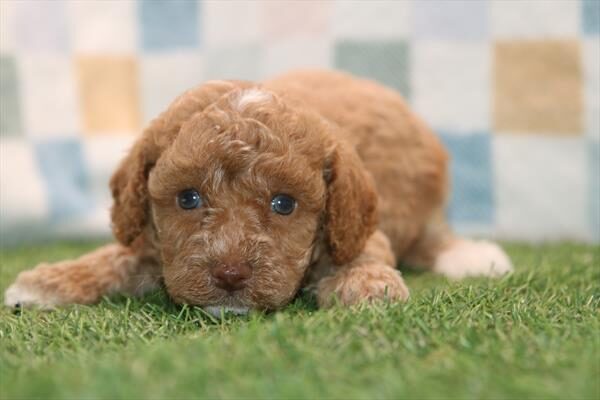 Peanut