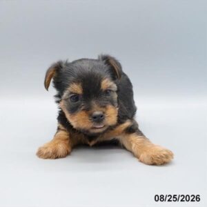 Bailey