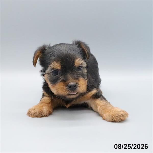 Bailey
