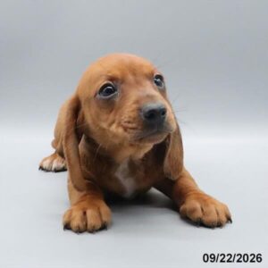 Cooper
