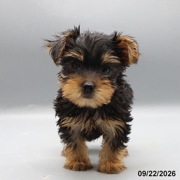 Oliver