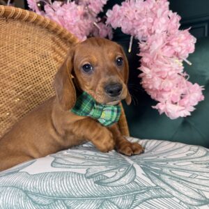 Cooper