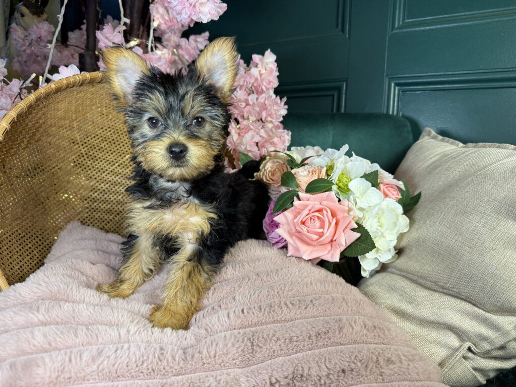 Bailey 3