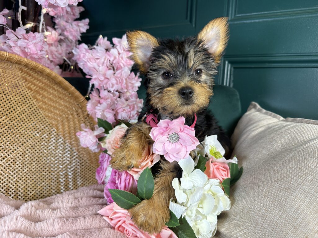 Bailey