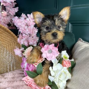 Bailey
