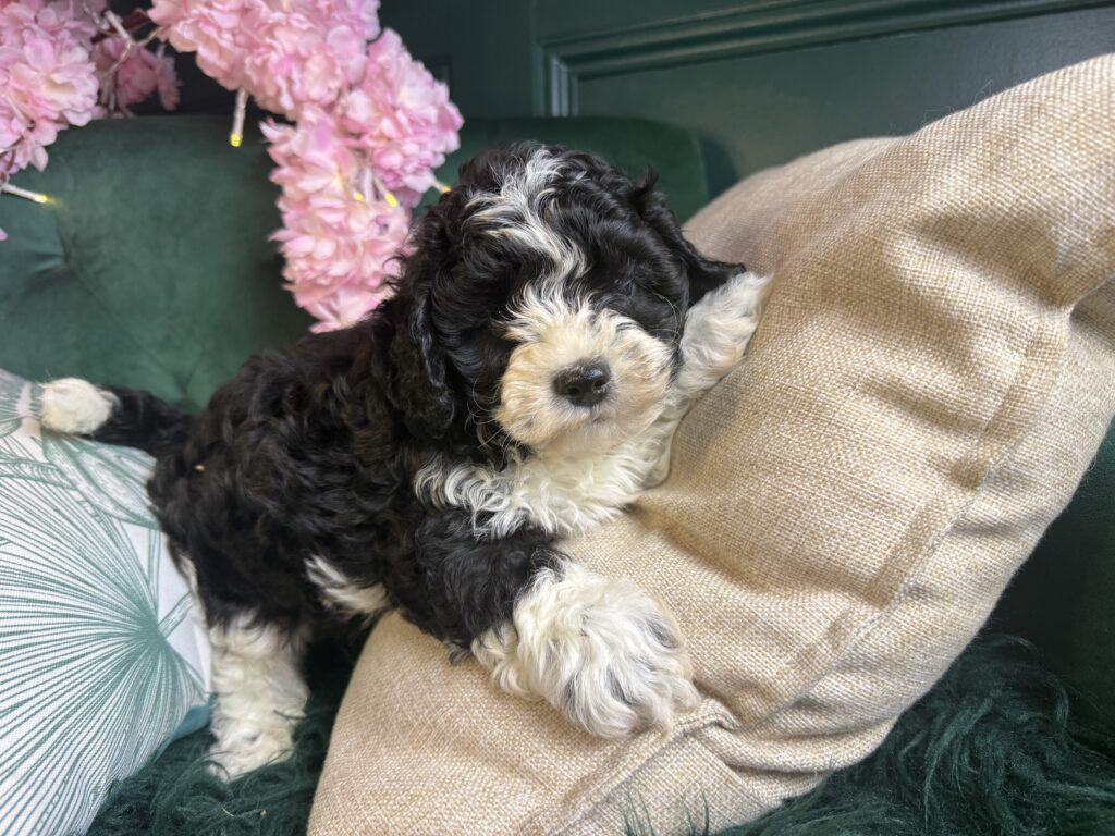 Romeo 2