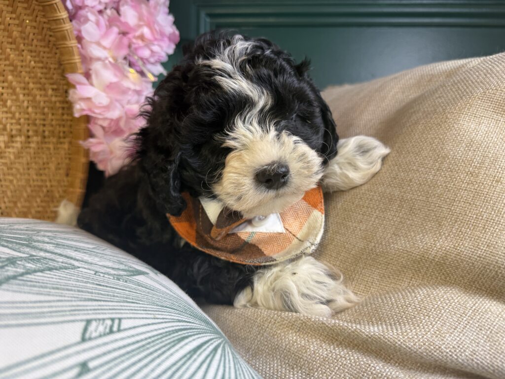 Romeo