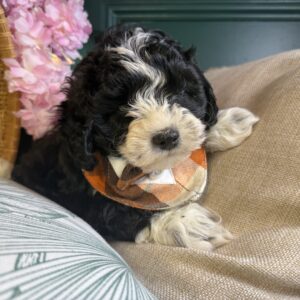 Romeo