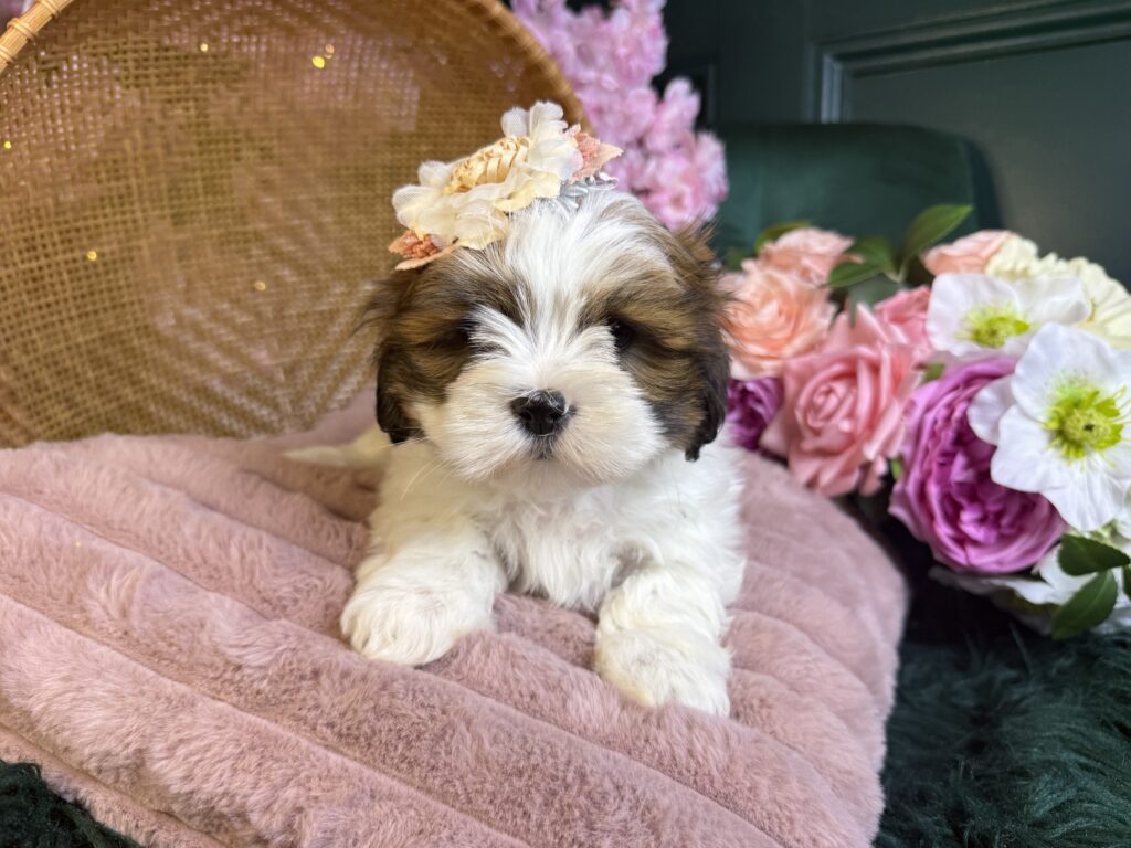 Maggie