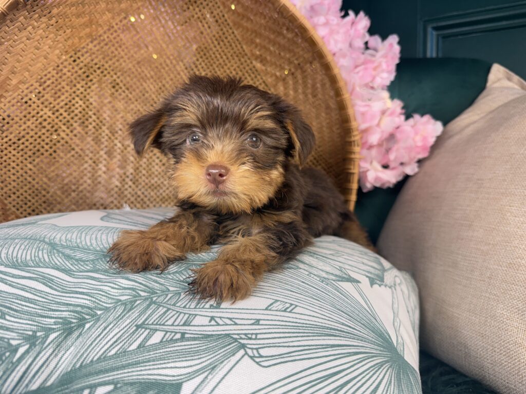 Bruno
