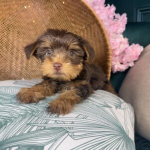 Yorkshire Terrier – 1514