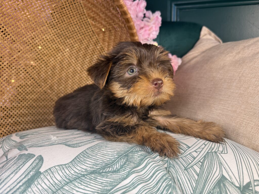 Bruno 2