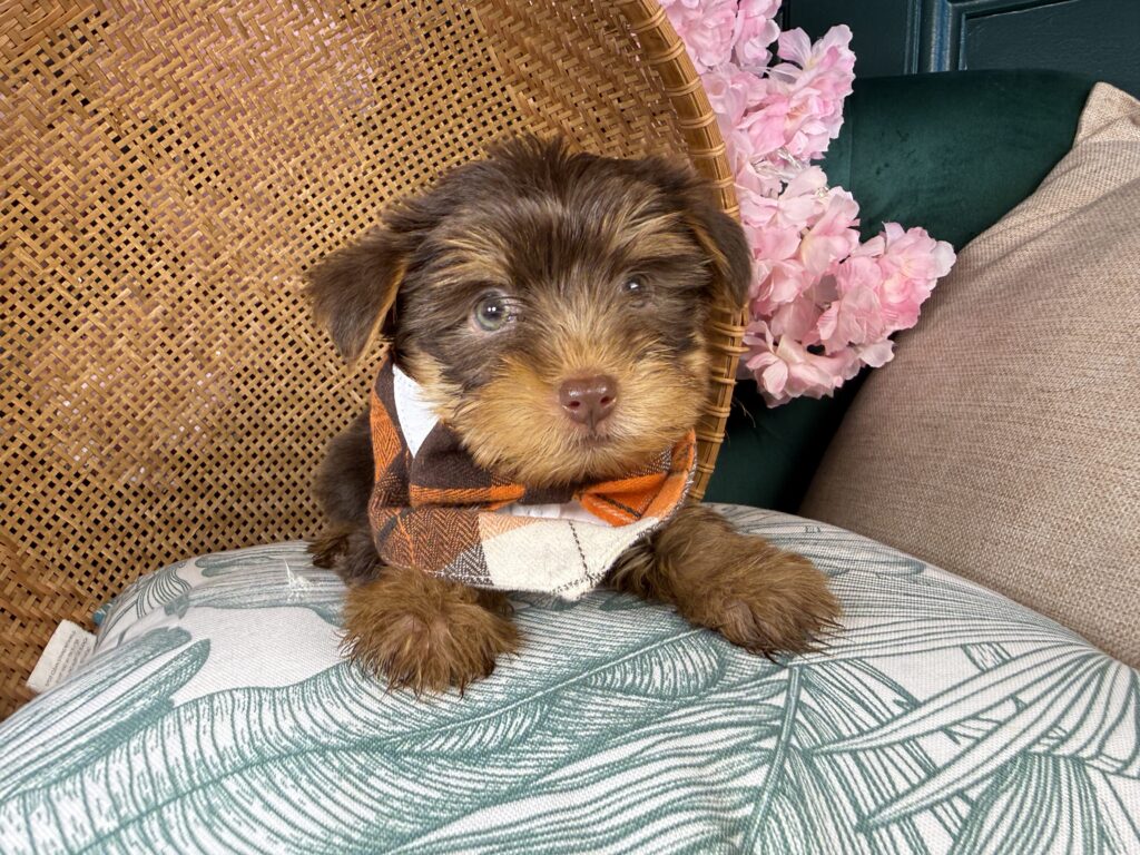 Bruno 3