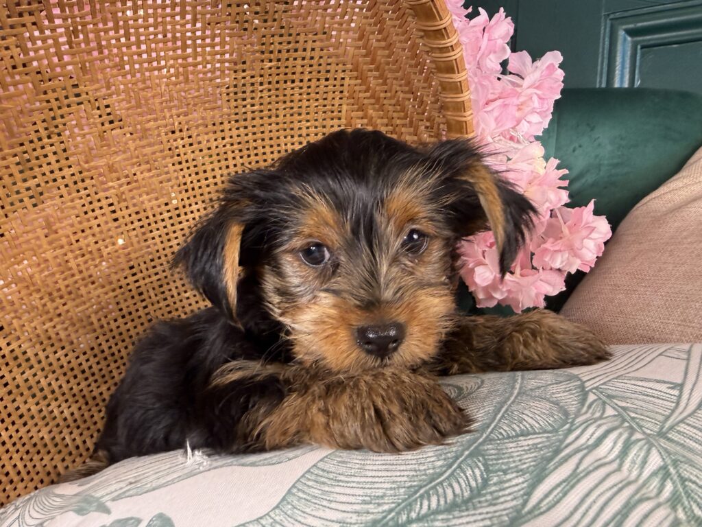 Teddy 4