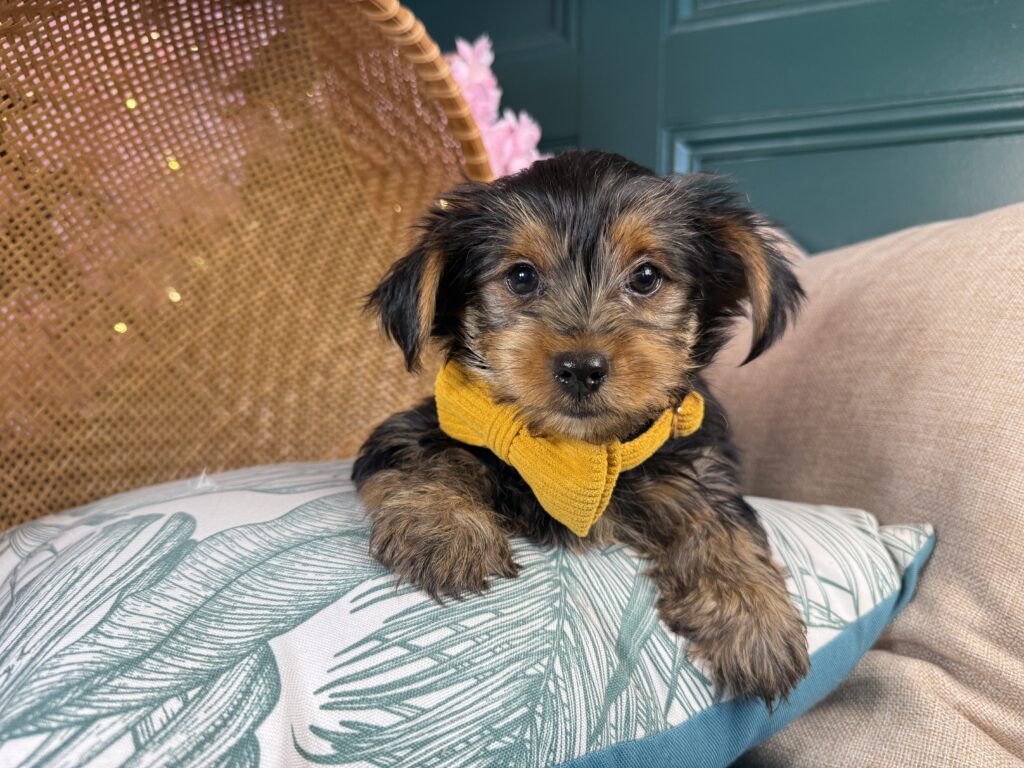 Teddy 3