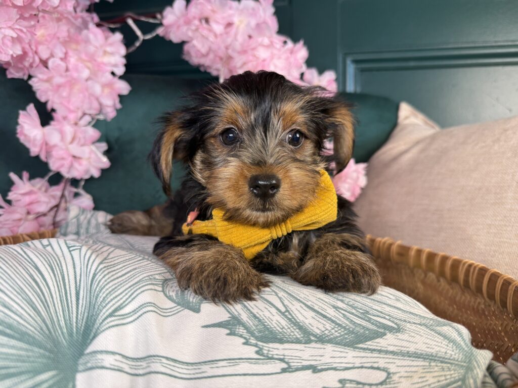 Teddy 2
