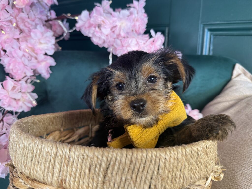 Teddy