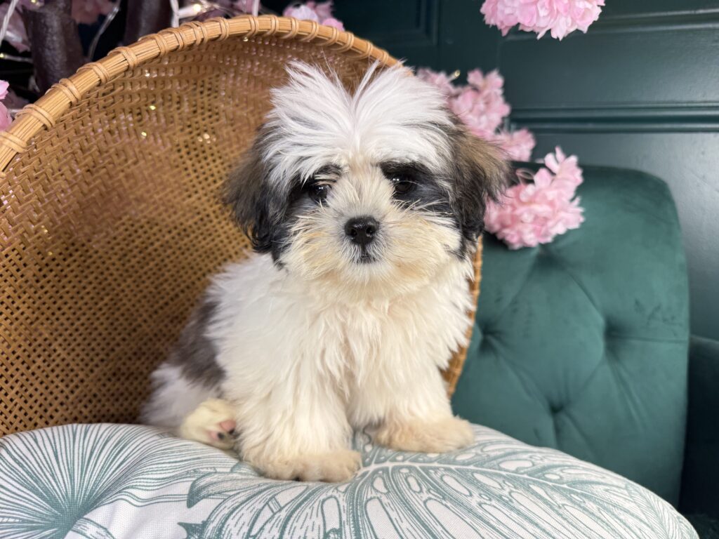 Bandit