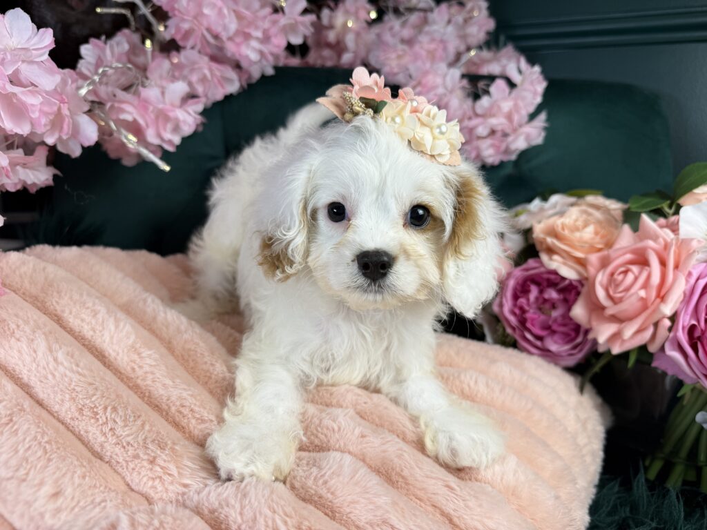 Maple