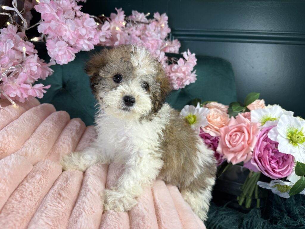 Coco