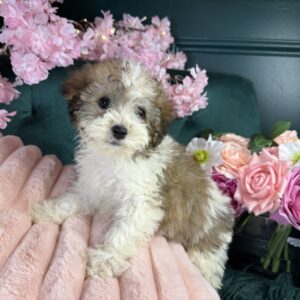 Coco