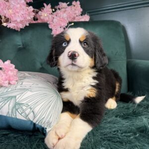 Bernese Mountain Dog – 1528