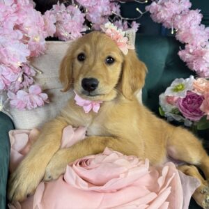 Daisy