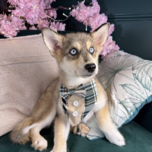 Cosmo