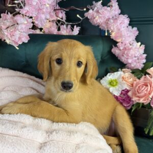 Sophie