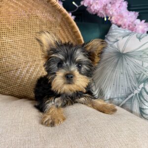 Oliver